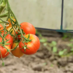 Relaxdays Folienfrühbeet PVC Mit 2 Türen -Grünwelt Exporteren Garten-Winkel 6e3edd5df25366043f3e205e0a214546