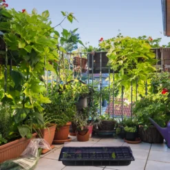 Relaxdays 2 X Zimmergewächshaus Mit 50 Fächern -Grünwelt Exporteren Garten-Winkel f00598b06398115fae465f1e627adebd