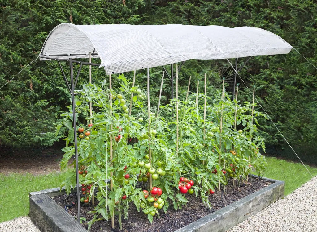 TrendLine Tomatenschutzdach Ca. 200 X 112 X 80/180 Cm 2 TrendLine Tomatenschutzdach Ca. 200 X 112 X 80/180 Cm – Bild 2