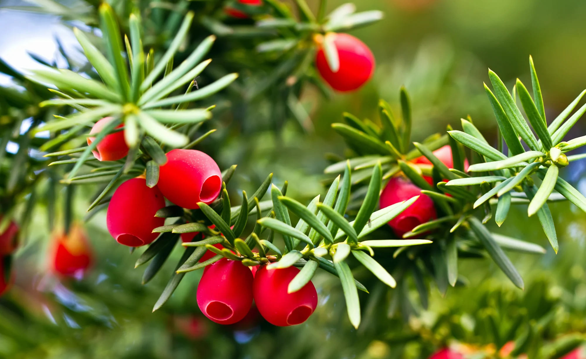 Grünwelt Exporteren Garten-Winkel -Grünwelt Exporteren Garten-Winkel Thuy tung